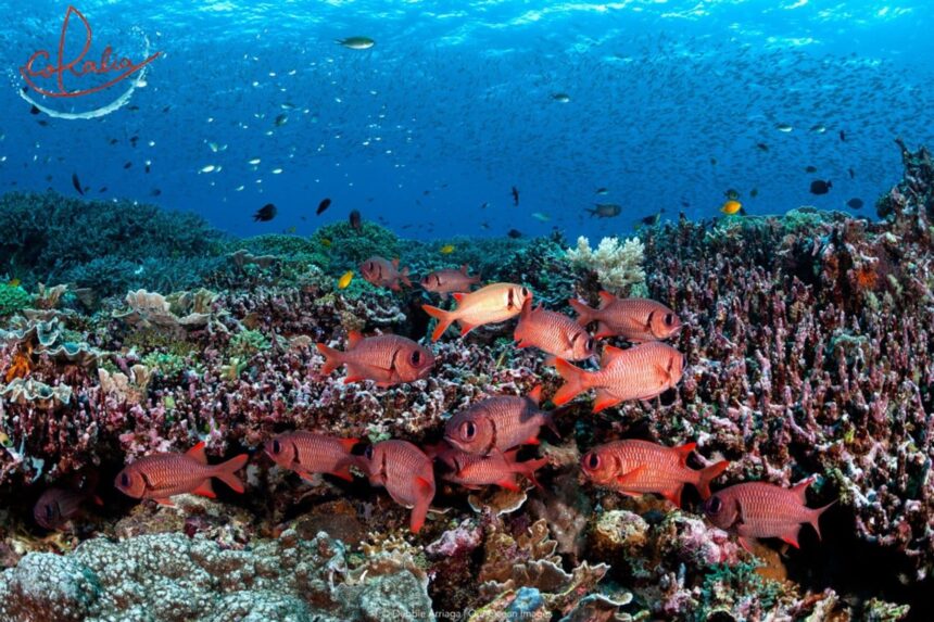 Schooling squirrelfish clustered among coral on a reef