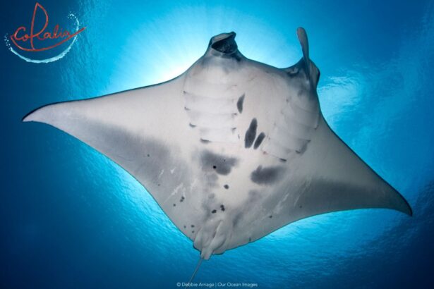 Oceanic manta ray gliding overhead in blue water