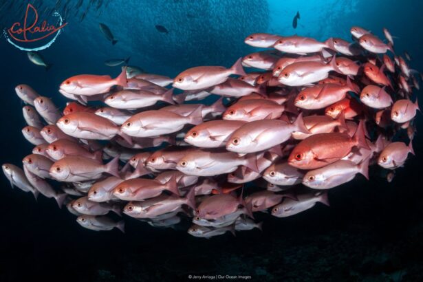 Dense school of red snapper swirling over a reef