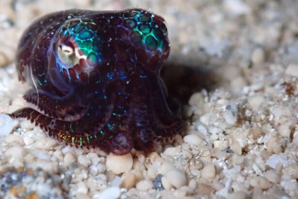Colorful mimic octopus tucked into white sand