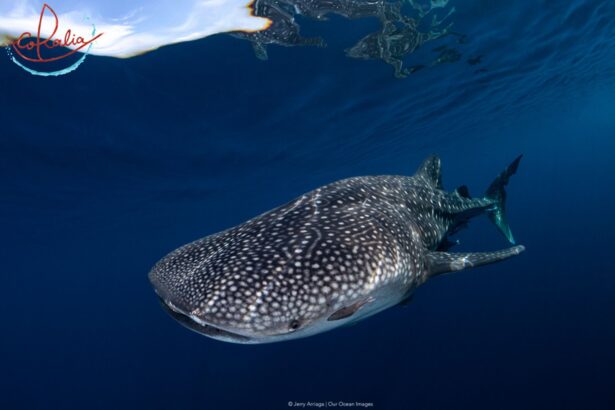 Whale shark cruising near the surface