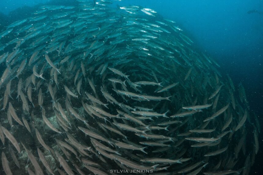 A tornado of barracuda hovers in the abundant waters of Sipadan. (Photo credit: Sylvia Jenkins)