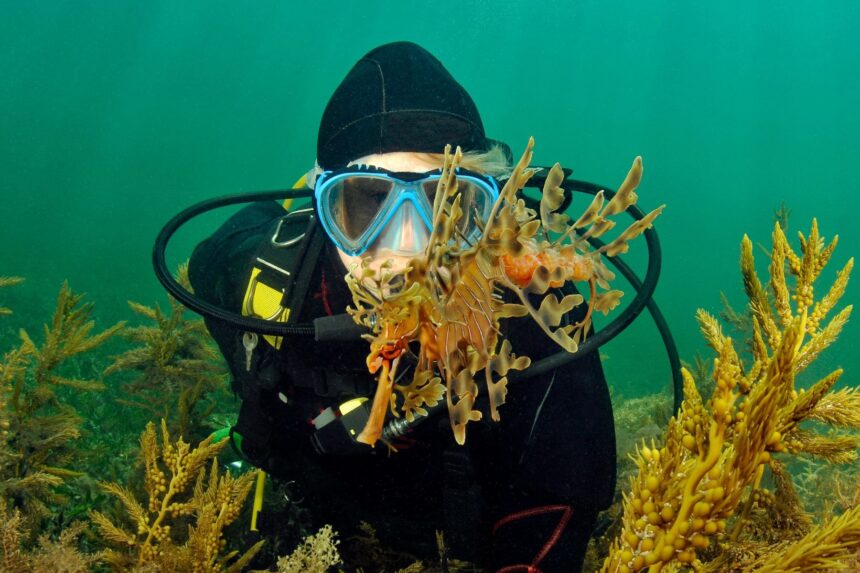 Behold, the mesmerizing leafy seadragon, the undoubted highlight of a dive at Rapid Bay Jetty.