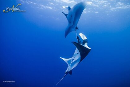 Two manta rays circling each other in open blue water at Roca Partida off Mexico