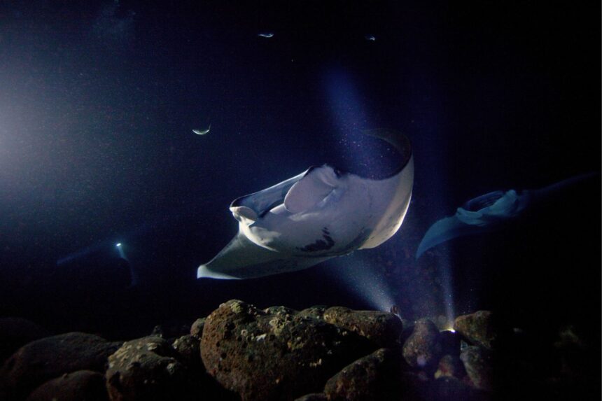 A night dive with the mantas of Kona is a must on a visit to the Big Island.
