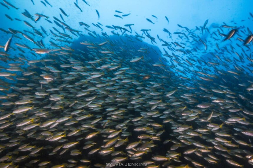 The solitary pinnacle of Richelieu Rock is located in the open ocean, where it attracts whale shark aggregations and abundant marine life. (Photo credit: Sylvia Jenkins)