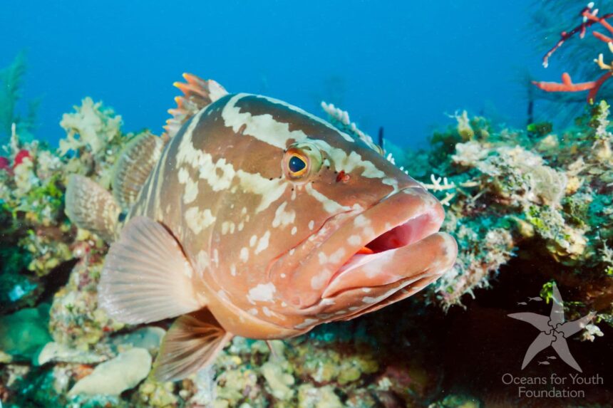 With healthy coral in Jardines de la Reina comes a healthy population of the often overfished grouper (Photo credit: Oceans for Youth Foundation)