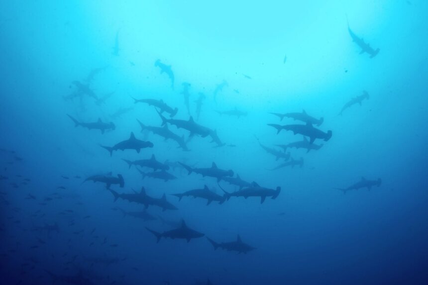 Cocos Island is surrounded by deep waters that attract large pelagic fish, such as hammerhead sharks, whale sharks, manta rays, dolphins, and tuna.