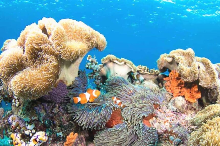 Wakatobi House Reef (Image courtesy of Wakatobi Dive Resort)