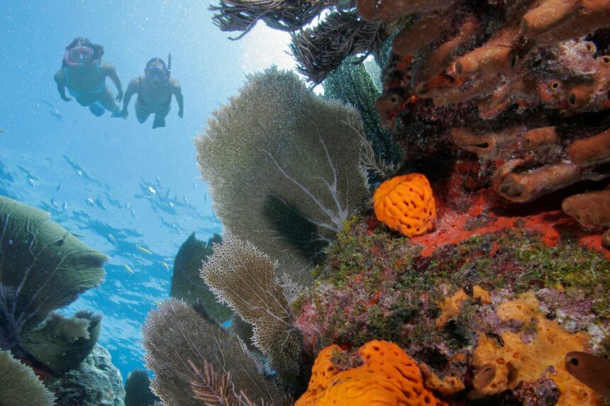 Snorkelers swimming over a coral reef with sponges and fans