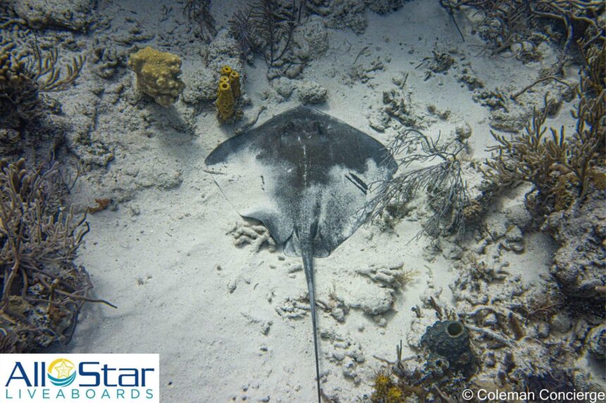 Southern stingray resting on the sandy seabed