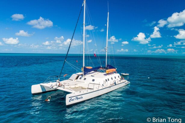 Cat Ppalu catamaran anchored in turquoise water as a gull flies past