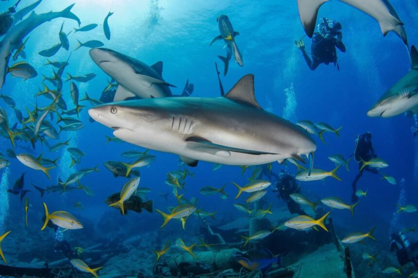 Caribbean reef sharks circling divers near a wreck