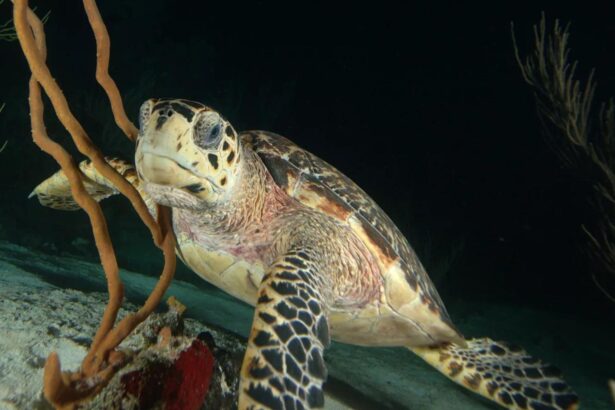 Hawksbill turtle swimming past a sponge on a night dive