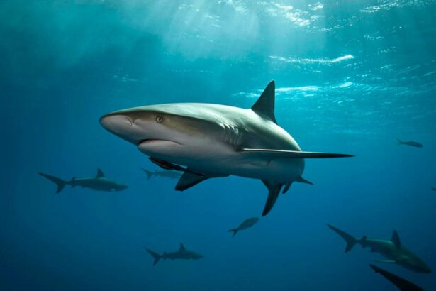 Caribbean reef shark swimming among schooling fish in open blue water