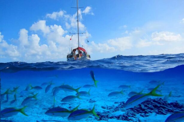 Split view of a sailboat above and a school of fish below the surface
