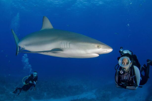 Caribbean reef shark passing close to two scuba divers