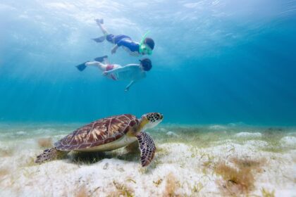 Two snorkelers swim above a green sea turtle resting on a seagrass bed at Deadmans Reef