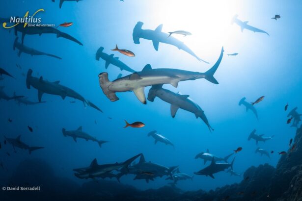 School of hammerhead sharks swimming through sunlit water
