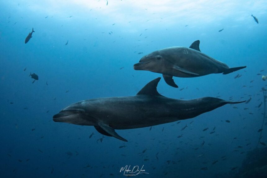 Pair of dolphins swimming together in open water