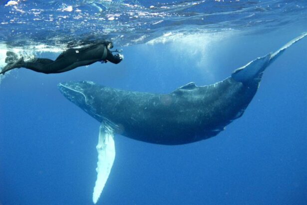 Diver swimming alongside a humpback whale underwater
