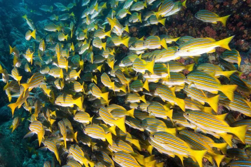 Dense school of yellow and blue striped snapper over a reef