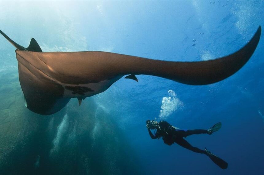 Diver watching a giant manta ray glide overhead
