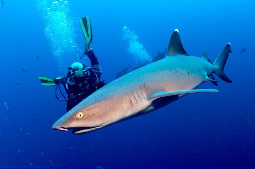 Scuba diver hovering near a shark trailing a stream of bubbles