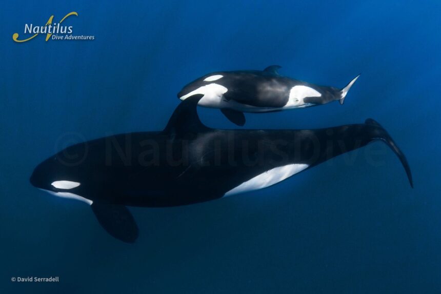Diver swimming near a humpback whale underwater