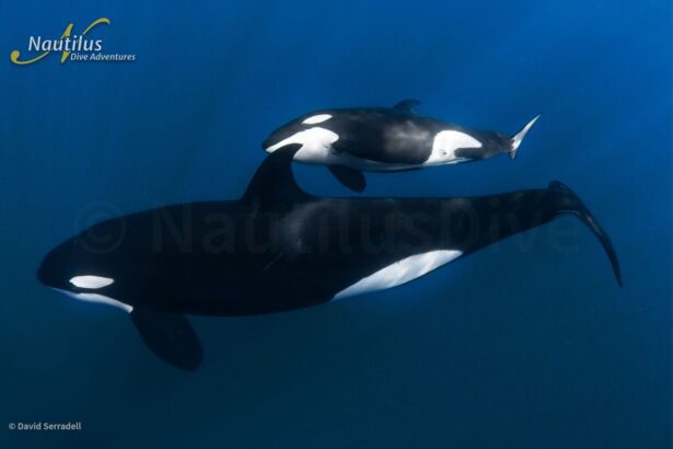 two orcas swimming together in the blue waters of the Sea of Cortez