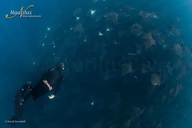diver swimming alongside a massive school of mobula rays underwater