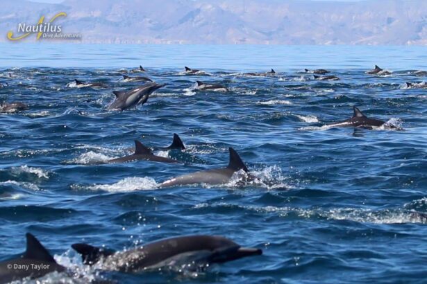 large pod of dolphins leaping through the surface in the Sea of Cortez