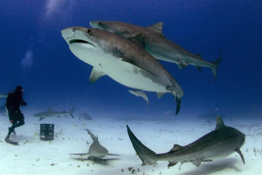 The Dolphin Dream's stern with divers boarding as sharks circle in the water below