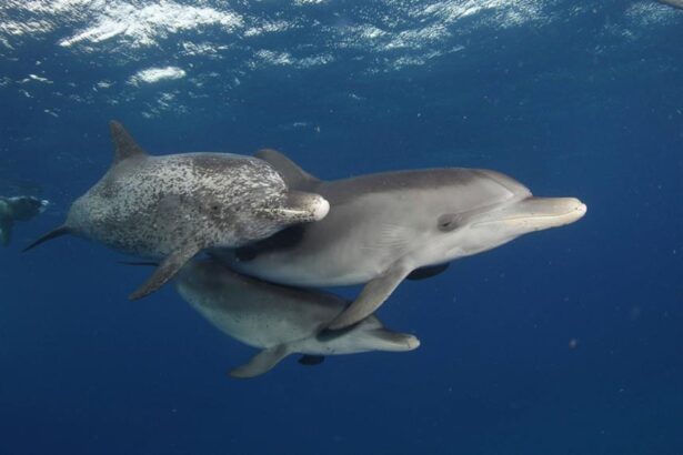 Two dolphins swimming together near the Dolphin Dream