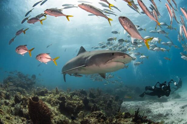 The Dolphin Dream's stern with divers boarding as sharks are visible in the water below