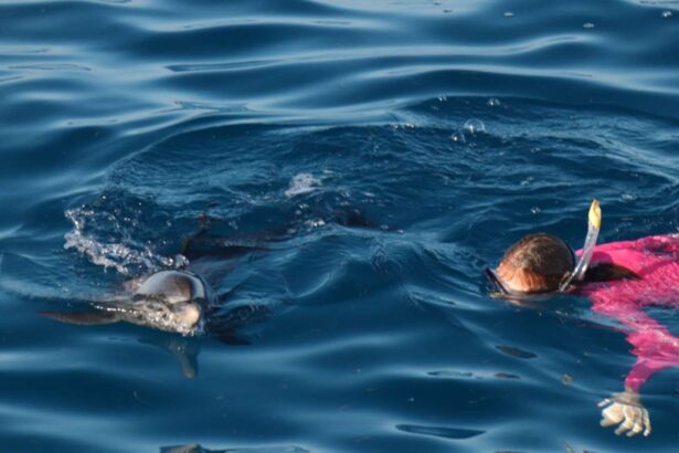 Two snorkelers at the surface near dolphins during a Dolphin Dream excursion