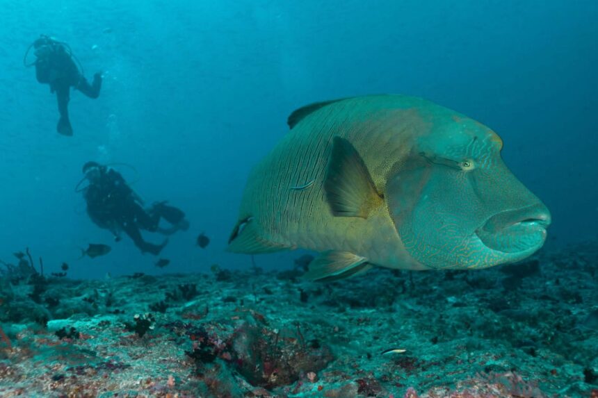 A diver observing a large napoleon wrasse with two divers in the background