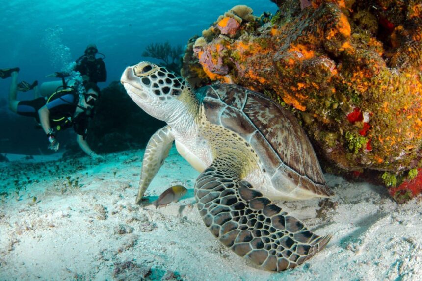 A hawksbill turtle beside an orange sponge with divers in the background
