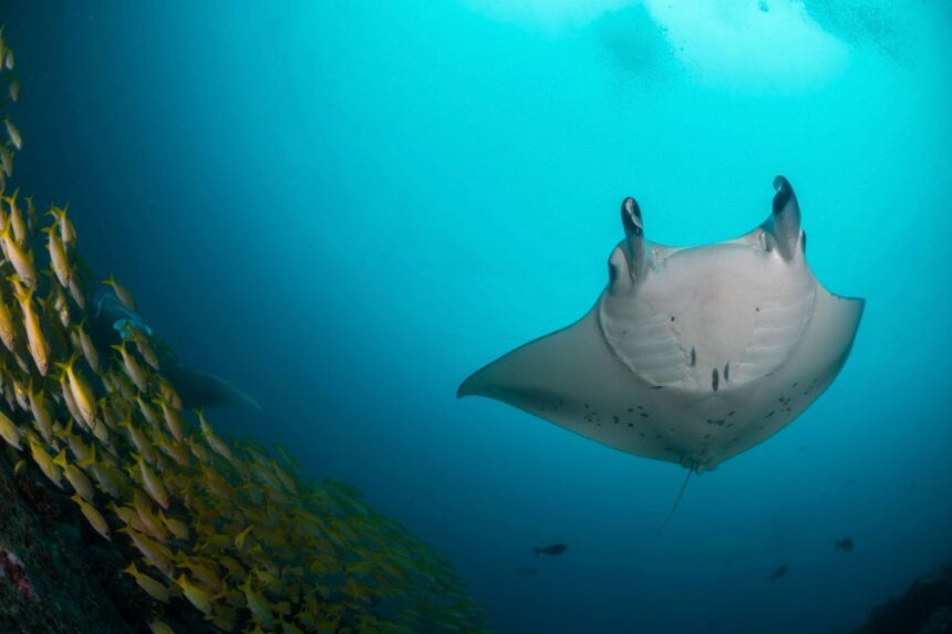 A manta ray gliding overhead beside a school of yellow fish