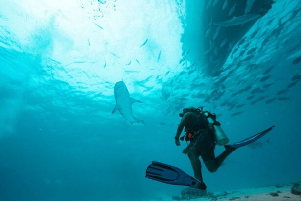 Diver approaching a shark and a school of fish along a reef wall on a White Pearl dive