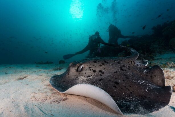 Southern stingray resting on sand with divers swimming behind it