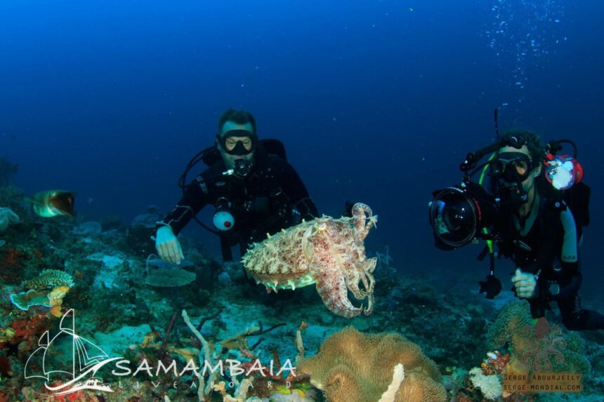 Divers observing a cuttlefish on the reef during a Samambaia liveaboard dive