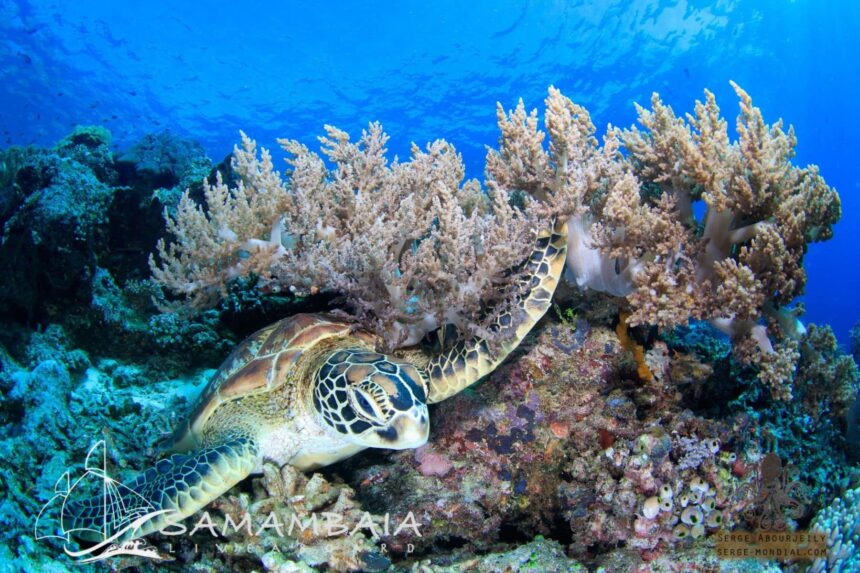 Green sea turtle resting beside soft coral on an Indonesian reef