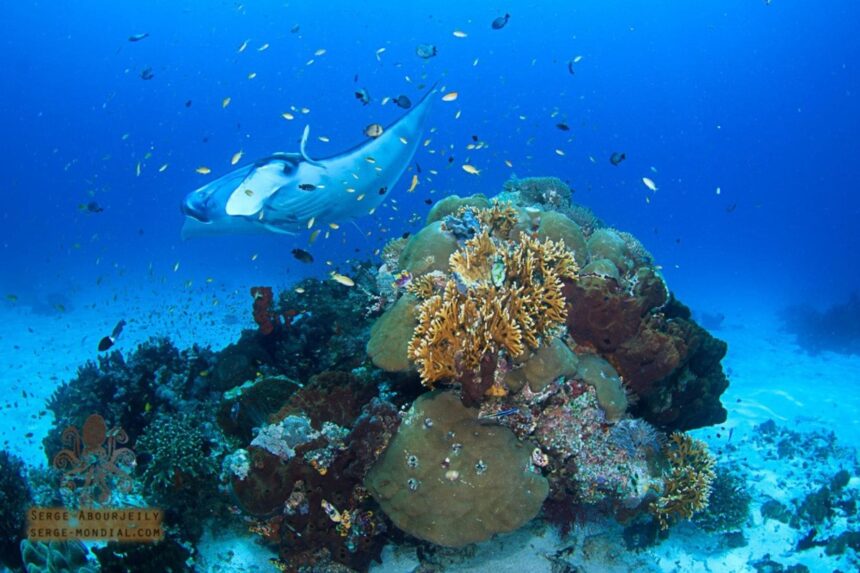 Manta ray gliding over a colorful coral reef