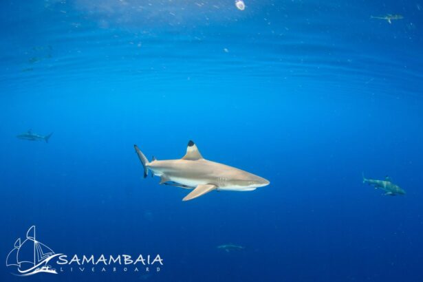 Blacktip reef shark swimming in open blue water near the Samambaia dive site