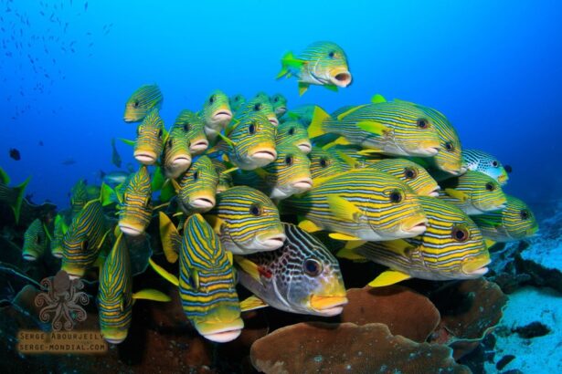 School of striped sweetlips fish gathered over a coral reef