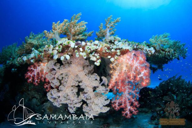 Colorful soft coral formations on a reef wall in Indonesia