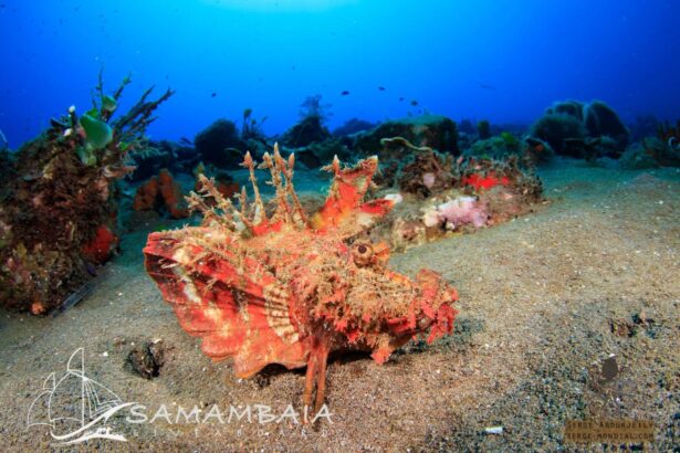 Camouflaged scorpionfish resting on sand near a coral reef