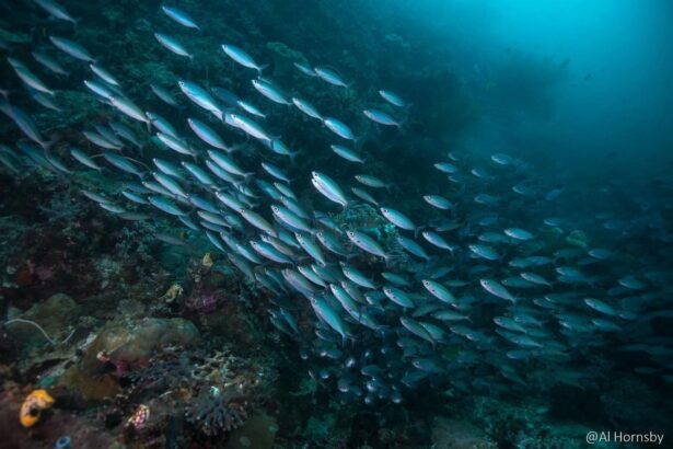 Large school of fusiliers schooling over a reef in Indonesian waters