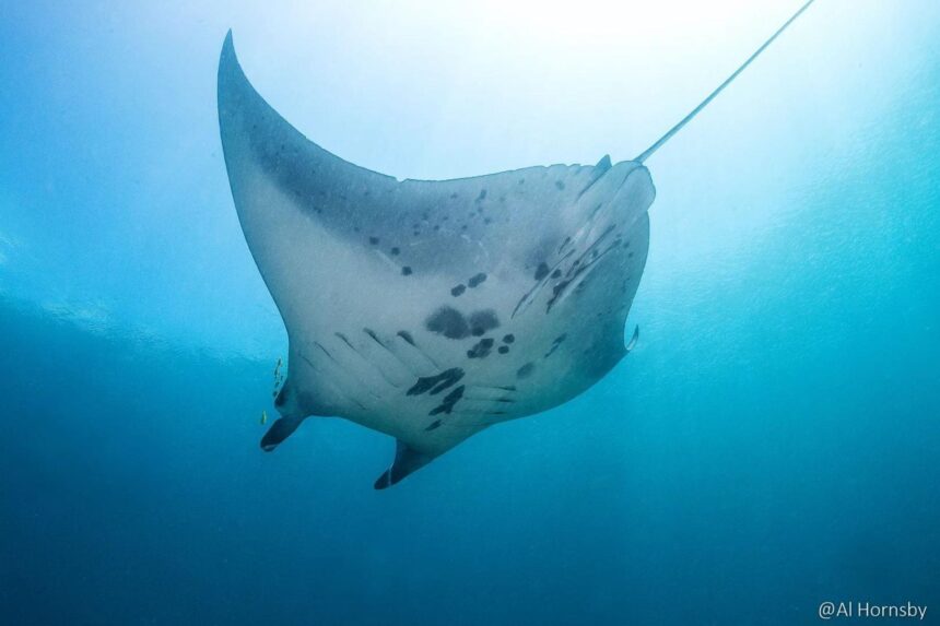 A manta ray glides through open blue water off Indonesia